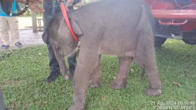 bayi gajah