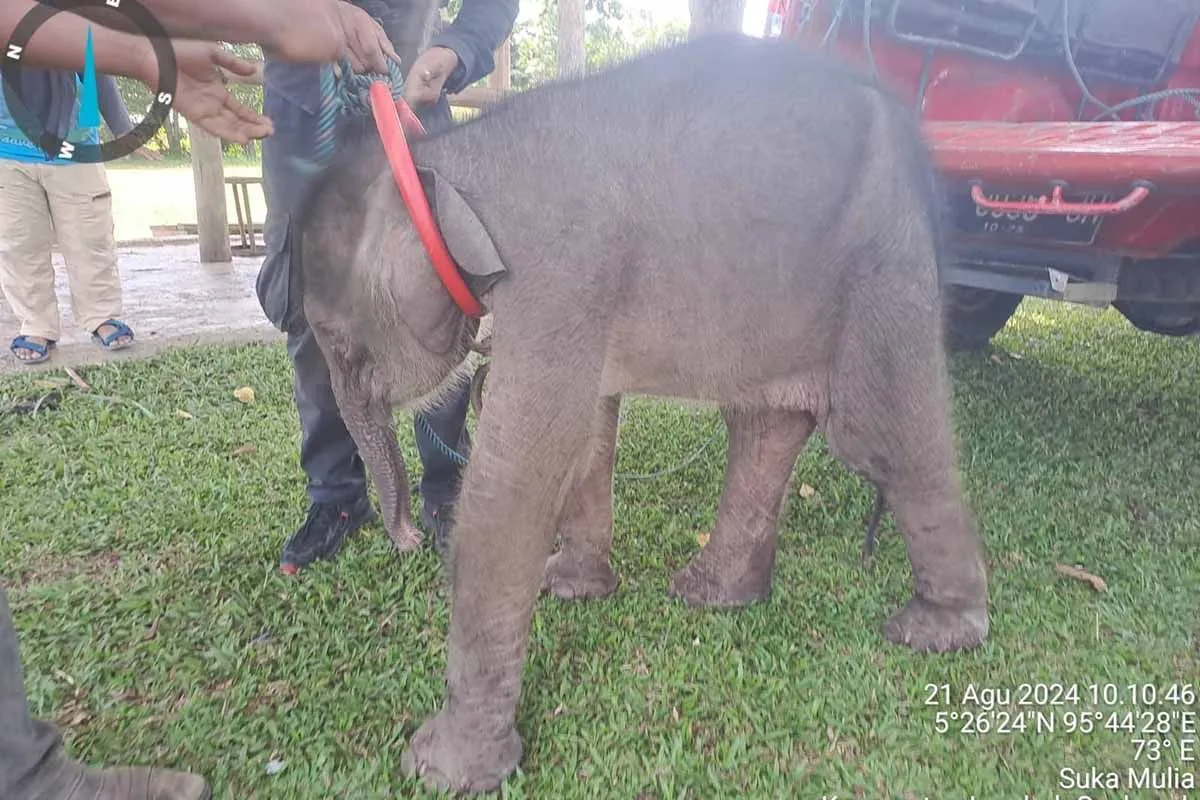 bayi gajah