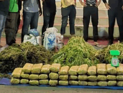 Polisi Tangkap Petani Ganja di Bireuen