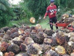 Apkasindo Abdya Harap PT DPL dan PT CA Segera Realisasikan Kewajiban Lahan Plasma