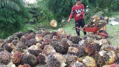 Apkasindo Abdya Harap PT DPL dan PT CA Segera Realisasikan Kewajiban Lahan Plasma