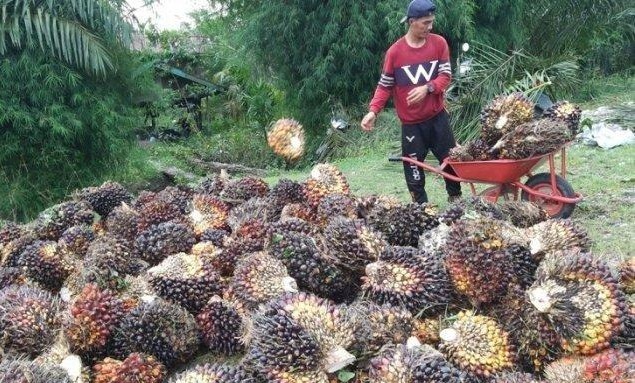 sawit di abdya