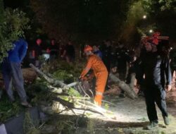 BPBD Aceh Besar Evakuasi Pohon Tumbang yang Timpa Pengendara