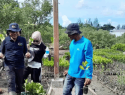 Mangrove Park Lampulo Koleksi 10 Jenis Tanaman Mangrove
