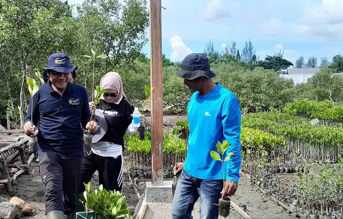 Mangrove Park Lampulo Koleksi 10 Jenis Tanaman Mangrove