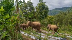 Gajah masuki kebun