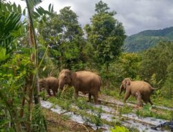 Kawanan Gajah Masuki Kebun Warga di Tangse