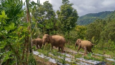 Kawanan Gajah Masuki Kebun Warga di Tangse