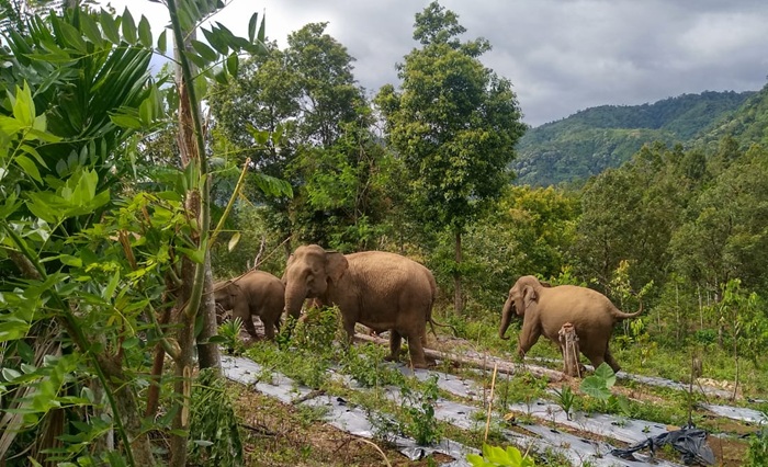 Gajah masuki kebun