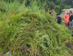 Tim Gabungan Musnahkan 388 Ton Ganja di Gayo Lues