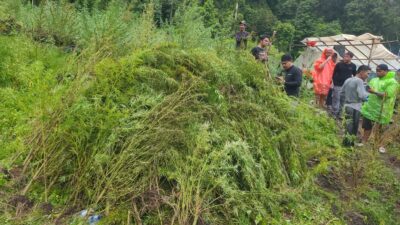 Tim Gabungan Musnahkan 388 Ton Ganja di Gayo Lues