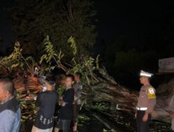 Arus Jalan Medan–Banda Aceh Normal Usai Pohon Tumbang Dievakuasi