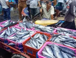 Stok Melimpah, Harga Ikan di Aceh Barat Turun