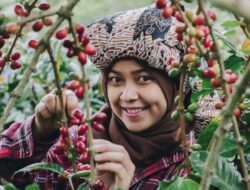 Harga Kopi Arabika Kembali Naik, Harga Hari Ini Rp27 Ribu per Bambu