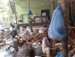 Simeulue Hasilkan Produk Kopra Hingga 3 Ribu Ton