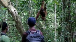 Orangutan