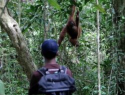 BKSDA Telusuri Video Interaksi Orangutan dengan Manusia