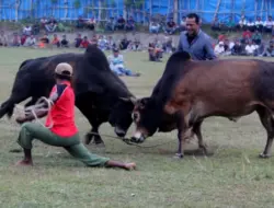 Peupok Leumo, Tradisi Adu Lembu dari Aceh Besar