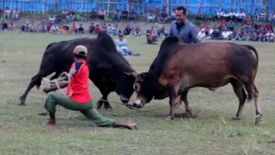 Peupok Leumo, Tradisi Adu Lembu dari Aceh Besar