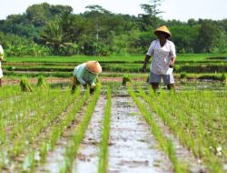 Petani Keluhkan Pupuk Subsidi Melebihi HET, Minta KP3 Turun Tangan