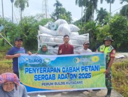 Bulog Kutacane Kembali Serap Gabah Petani