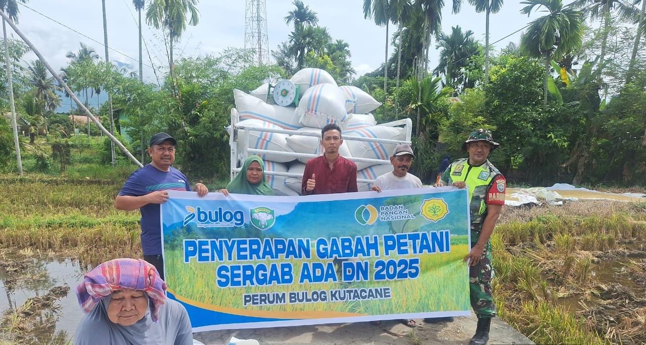 Bulog Kutacane Kembali Serap Gabah Petani