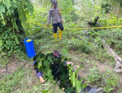 Pria 65 Tahun Ditemukan Meninggal di Perkebunan Sawit