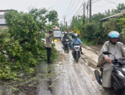 Lalu Lintas Paloh Lada Sempat Macet Akibat Pohon Roboh