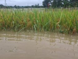 Puluhan Hektare Lahan Petani di Subulussalam Gagal Panen Dampak Banjir