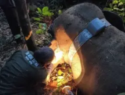 BKSDA Pasang Alat Pelacak untuk Pantau Posisi Gajah Liar