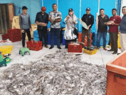 Harga Gurita di Simeulue Capai Rp130.000/Kg, Tertinggi Dalam 10 Tahun Terakhir