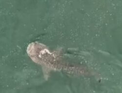 Hiu Paus Muncul di Perairan Kepulauan Seribu