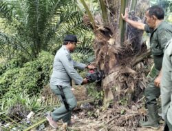 Pemerintah Tertibkan Sawit Ilegal di Hutan Babahrot