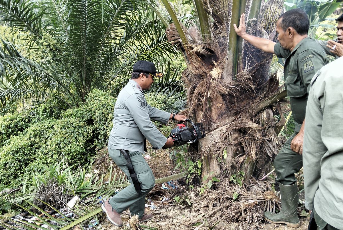Pemerintah Tertibkan Sawit Ilegal di Hutan Babahrot