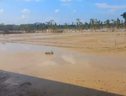 Puluhan Ribu Hektare Sawah Aceh Puso Tertimbun Lumpur