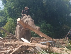 Empat Gajah Jinak Bantu Singkirkan Gelondongan Kayu Sisa Banjir