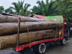 GeRAK Ungkap Pengangkutan Kayu Log Pascabanjir Bandang