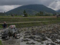 Petani Percepat Tanam Padi, Cegah Krisis Beras Pascabencana