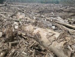 Koalisi LSM: Pencabutan Izin Perusahaan di Aceh Harus Diikuti Penegakan Hukum