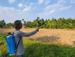 Puluhan Hektare Sawah di Aceh Jaya Alami Kekeringan