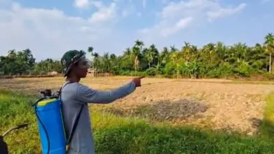 Puluhan Hektare Sawah di Aceh Jaya Alami Kekeringan