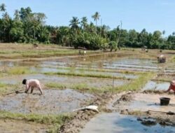 Simeulue Dapat Alokasi Pupuk Subsidi 3.000 Ton Tahun Ini