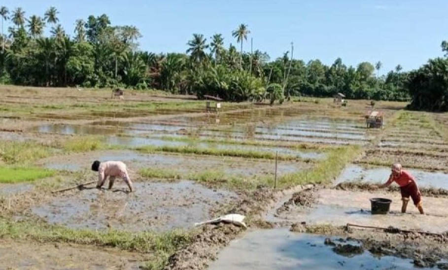 Simeulue Dapat Alokasi Pupuk Subsidi 3.000 Ton Tahun Ini