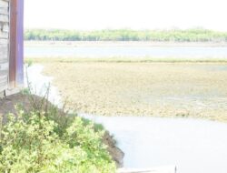 1.794 Hektare Tambak di Pidie Rusak Akibat Banjir