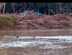 Warga Amankan Balok Besar Hanyut Terbawa Arus Sungai Tamiang