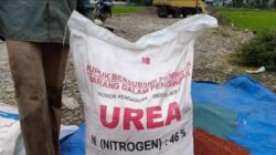 Krisis Pupuk Subsidi, Petani Abdya Terancam Gagal Panen