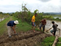 Hujan Lebat Hambat Target Tanam Padi di Wilayah Darussalam