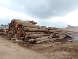 LembAHtari Ingatkan Ancaman Mafia Kayu Pascabanjir Aceh Tamiang