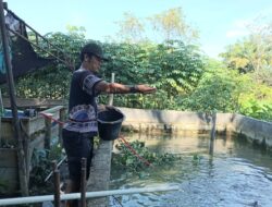 Pemuda Subulussalam Sukses Raup Cuan Jutaan Rupiah dari Budidaya Lele