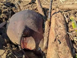 BKSDA Ambil Tulang dan Gading Gajah di Meureudu